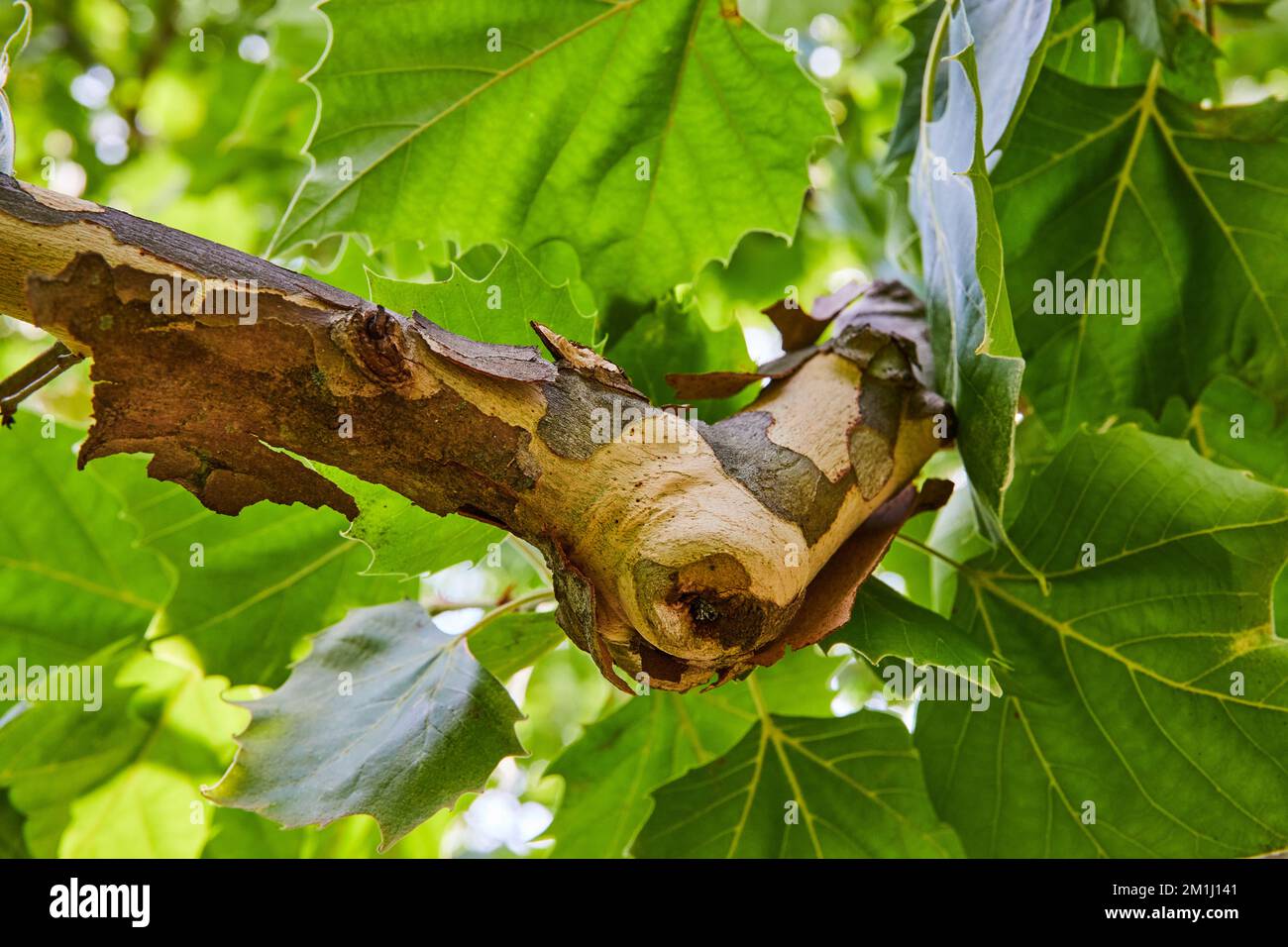 Detail of tree bark splitting Stock Photo Alamy