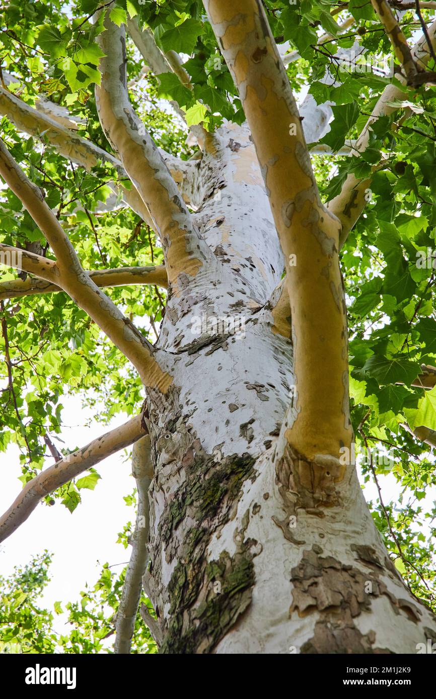 Looking up large tree with white trunk and peeling bark Stock Photo