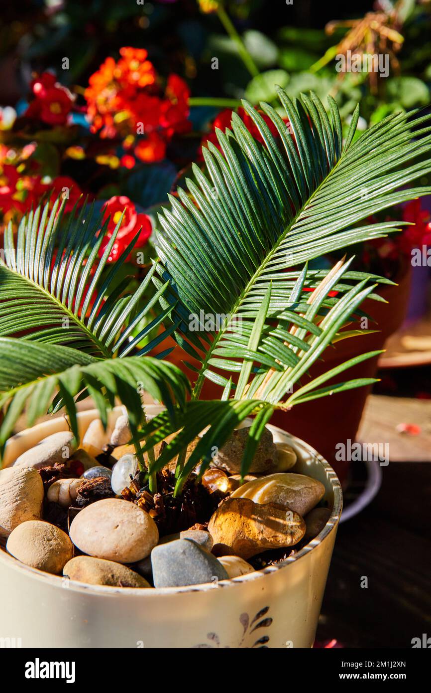 Detail of zen garden plant in pot surrounded by flowers Stock Photo