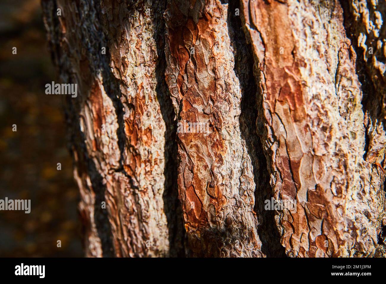 Thick brown tree bark texture from angle in harsh light Stock Photo Alamy