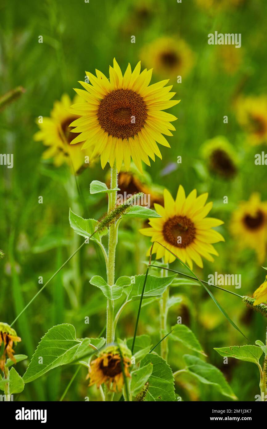 Field of sunflowers up close on a few of them Stock Photo - Alamy