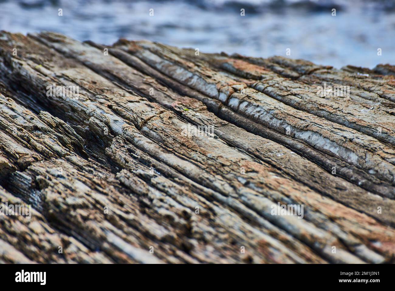Detail of layered rocks like petrified wood on Maine coast Stock Photo