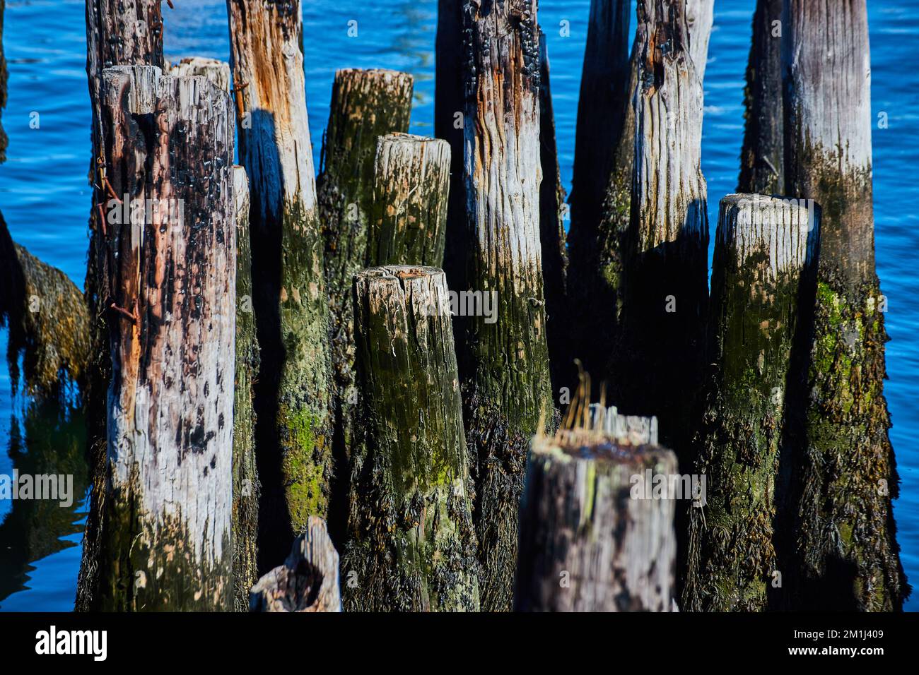 Detailed cluster of mossy wood pilings in dock Stock Photo