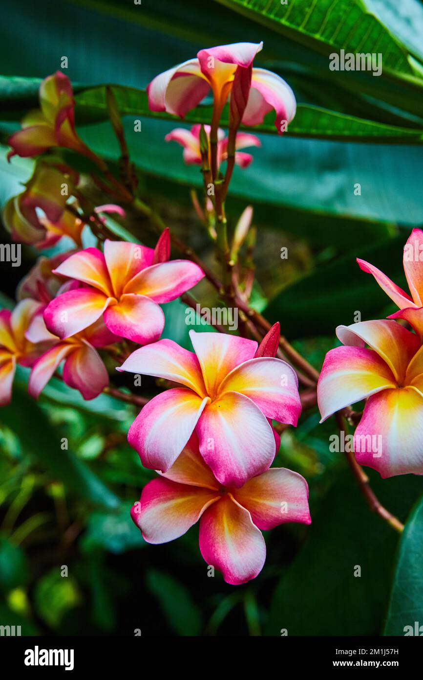 Detail of stunning rainforest flowers of pink and orange Stock Photo