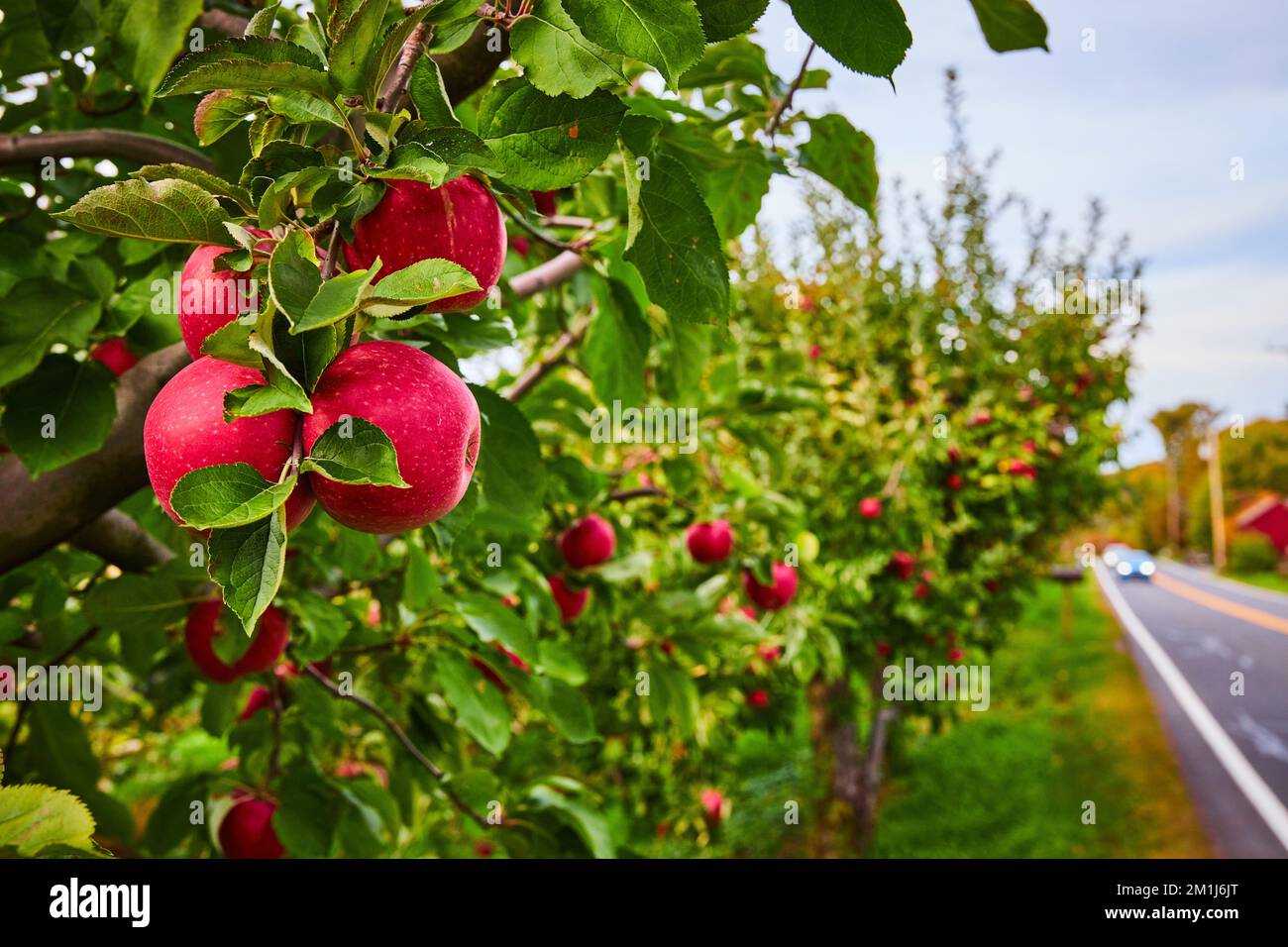Row of apple orchard trees in farm along row with fresh red apples in