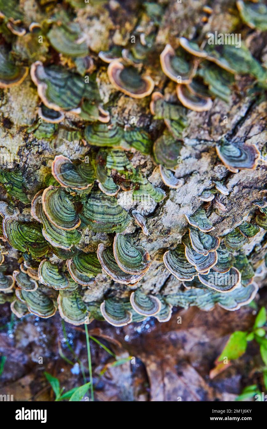 Covered in fungi hi-res stock photography and images - Alamy