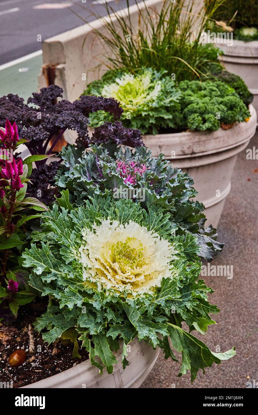 Pot plants in city with cabbagelike plant Stock Photo Alamy
