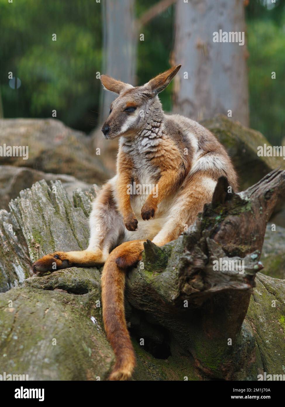 Relaxed leisurely Yellow-Footed Rock-Wallaby with thick silken fur. Stock Photo