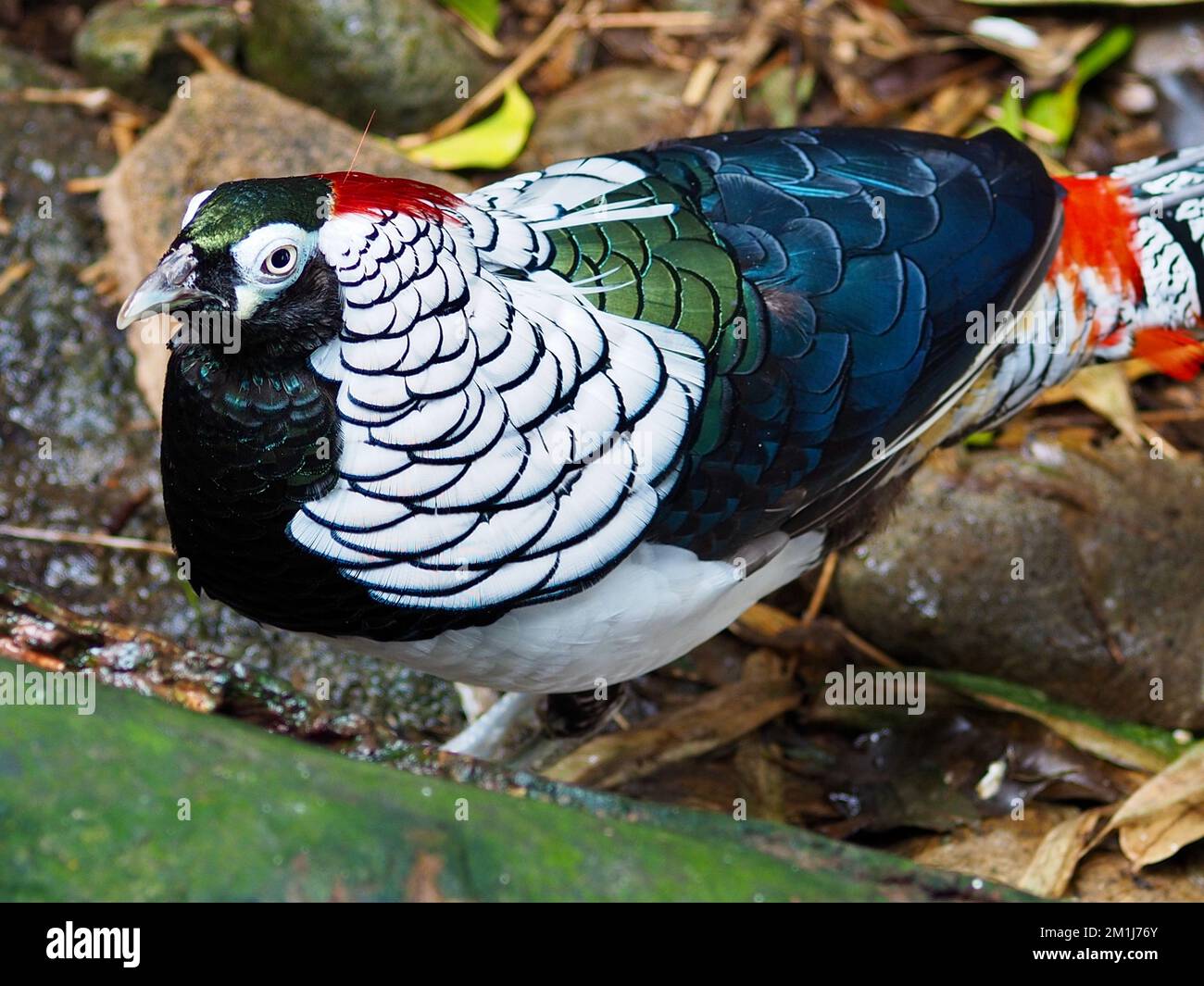Distinguished decorous male Lady Amherst's Pheasant in a graceful stylish pose. Stock Photo