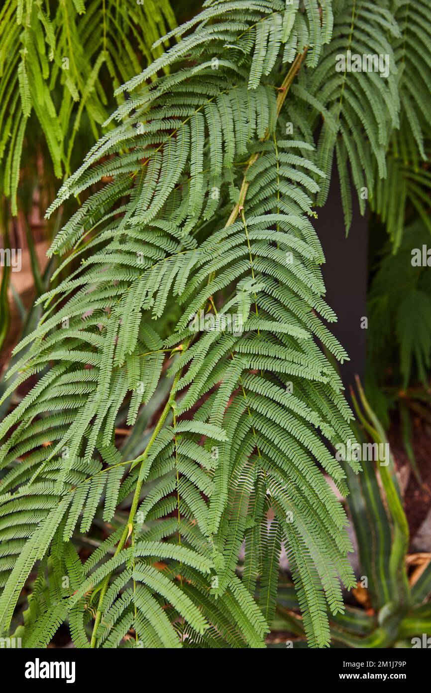 Rainforest fern plant in detail muted greens Stock Photo
