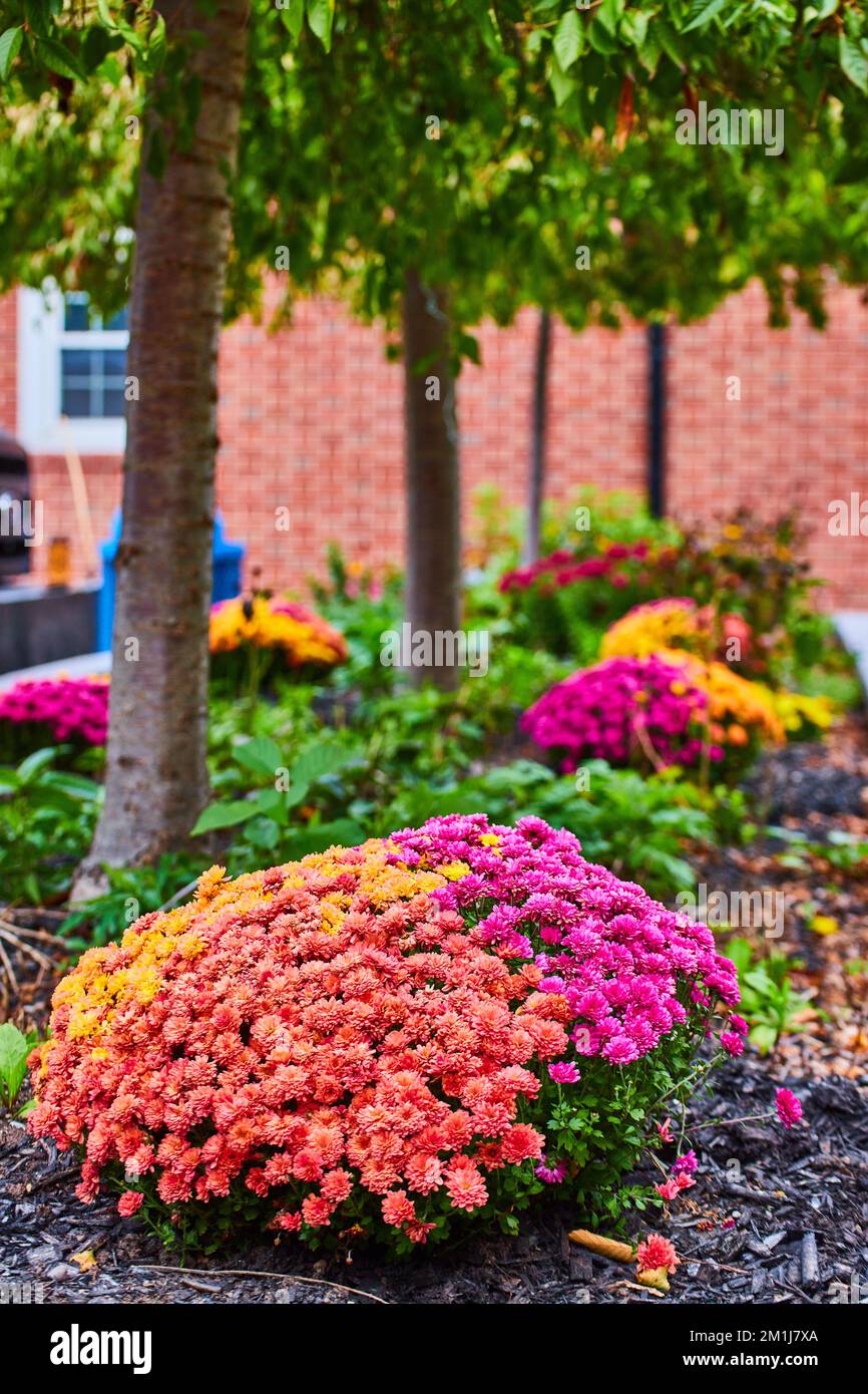 Simple flower garden with rows of trees and brick wall behind Stock