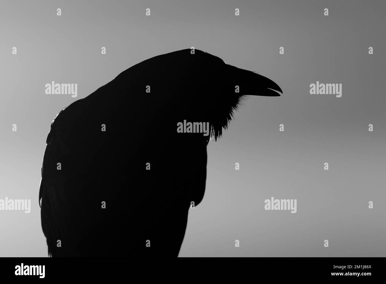 Common Raven, Bosque del Apache National Wildlife Refuge, New Mexico, USA. Stock Photo