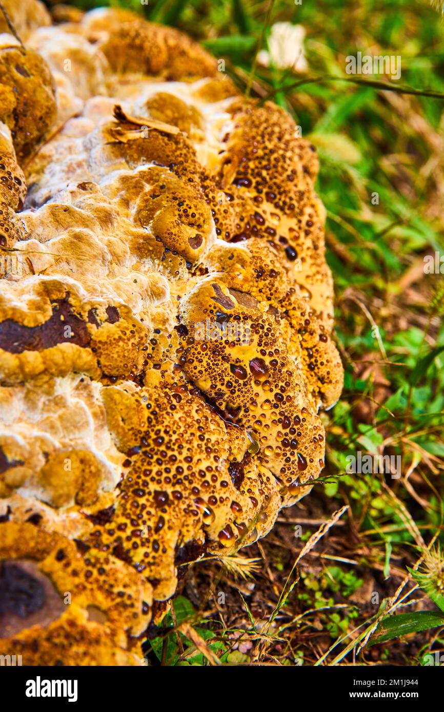 Trypophobia fear trigger gross creepy mushroom fungi Bleeding Tooth Fungus amber drops out of holes Stock Photo