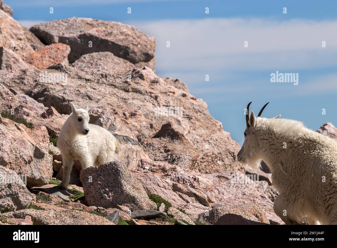 Mountain goat kid looking at its mom Stock Photo - Alamy