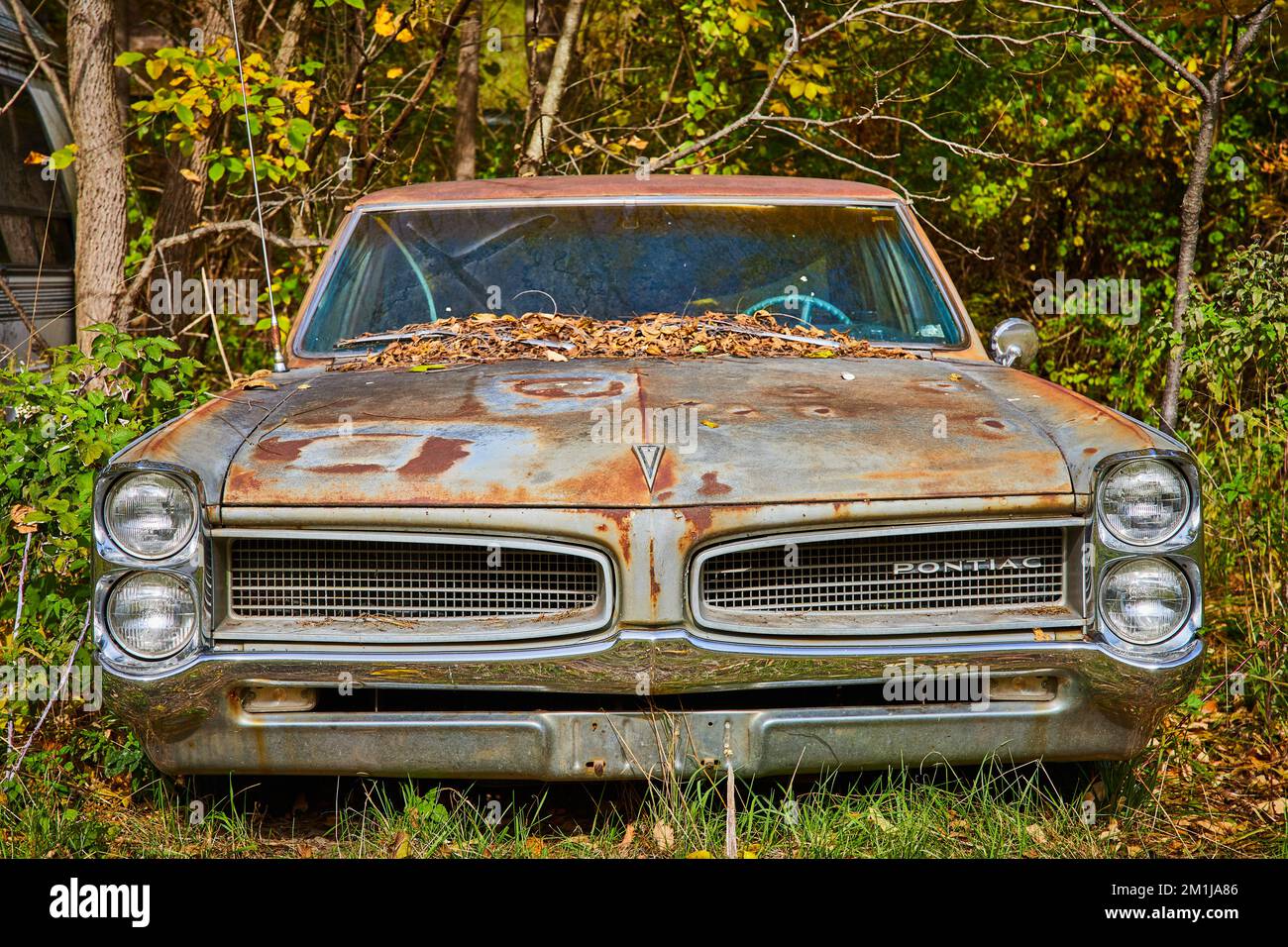 Single rusty Pontiac car from front low in forest with fall leaves on windshield Stock Photo