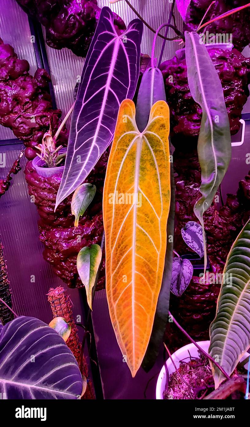 Closeup of a long yellowing leaf of Anthurium Coriaceum San Juan Stock  Photo - Alamy