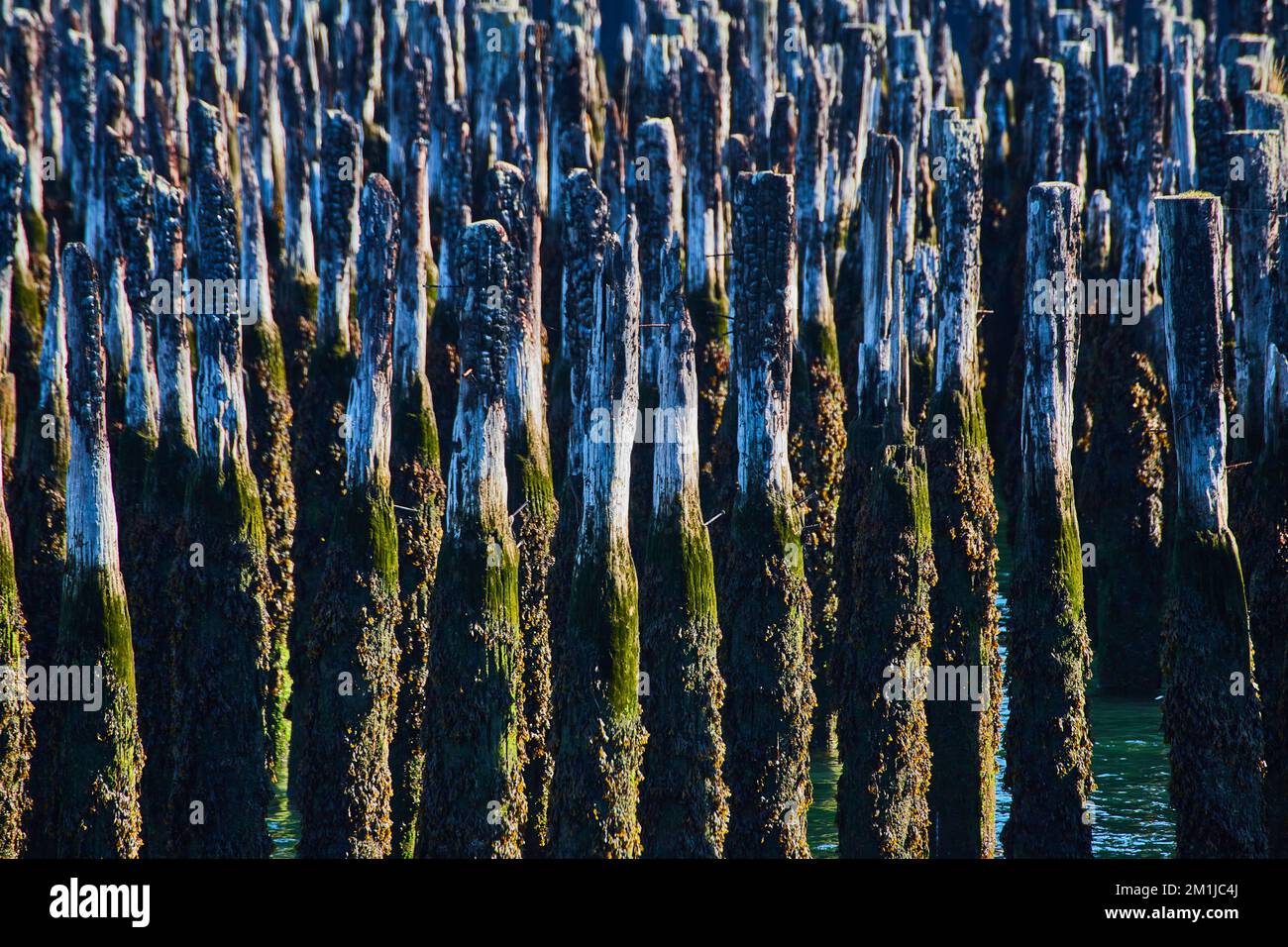 Detailed collection of dozens of old wood pilings covered in moss Stock Photo