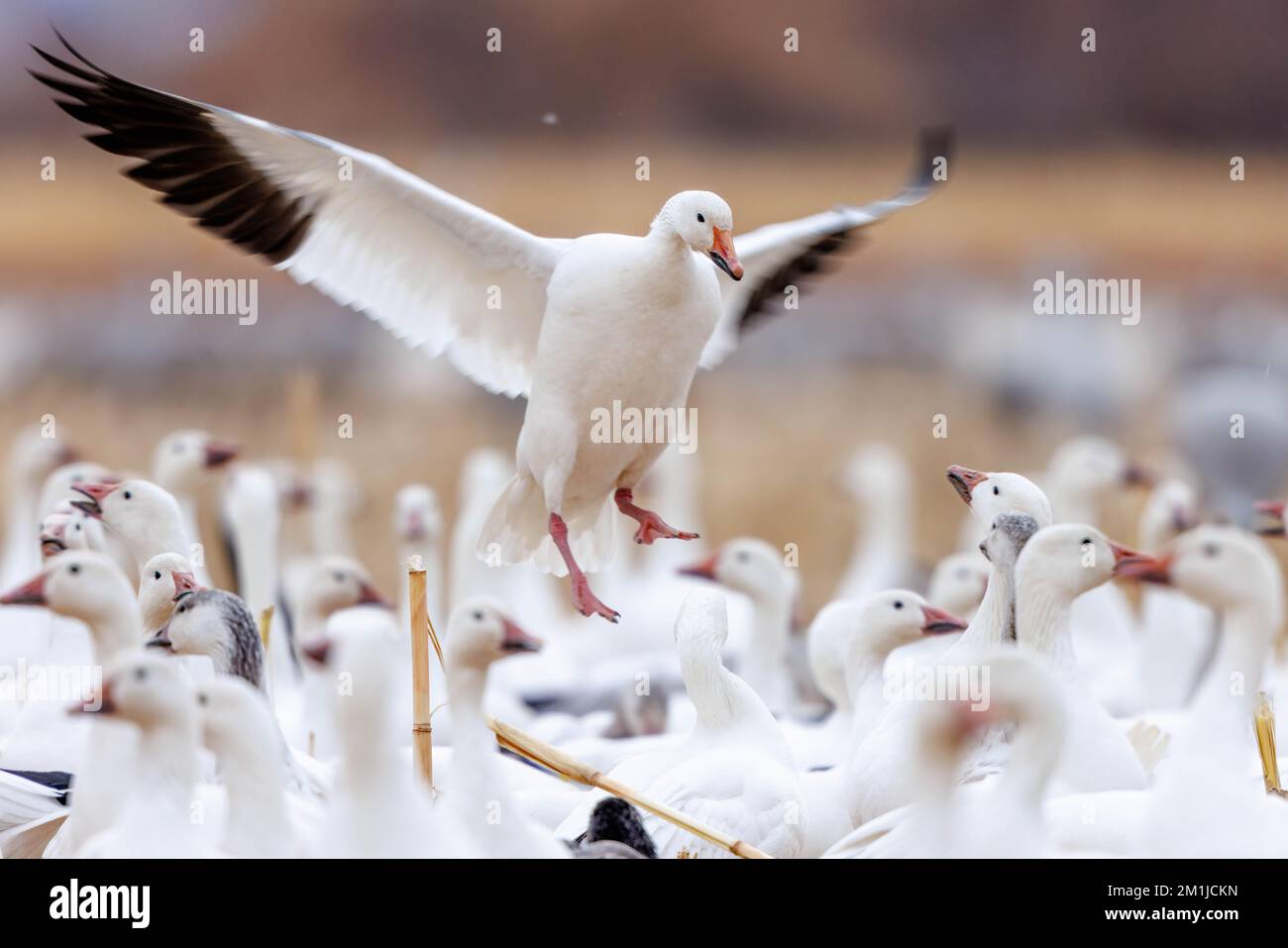 Snow Goose, Socorro county, New Mexico, USA. Stock Photo