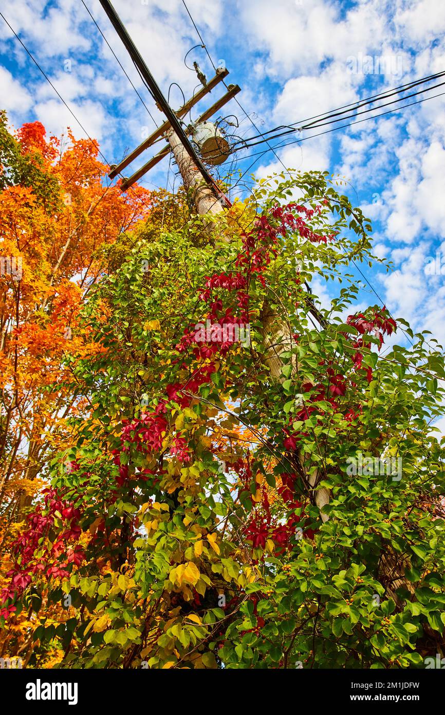 Telephone pole covered in vines and all fall colors of red, yellow, orange, and green Stock Photo