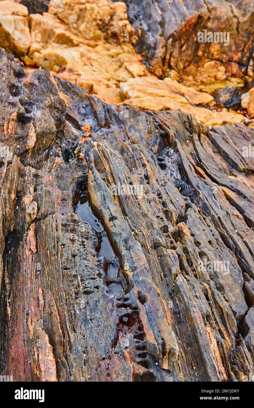 Alligator on rocks hi-res stock photography and images - Alamy