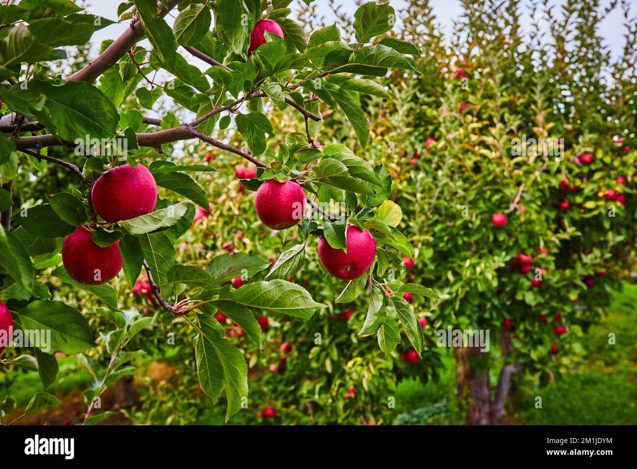 Branches of apple orchard covered in fresh red apples Stock Photo - Alamy