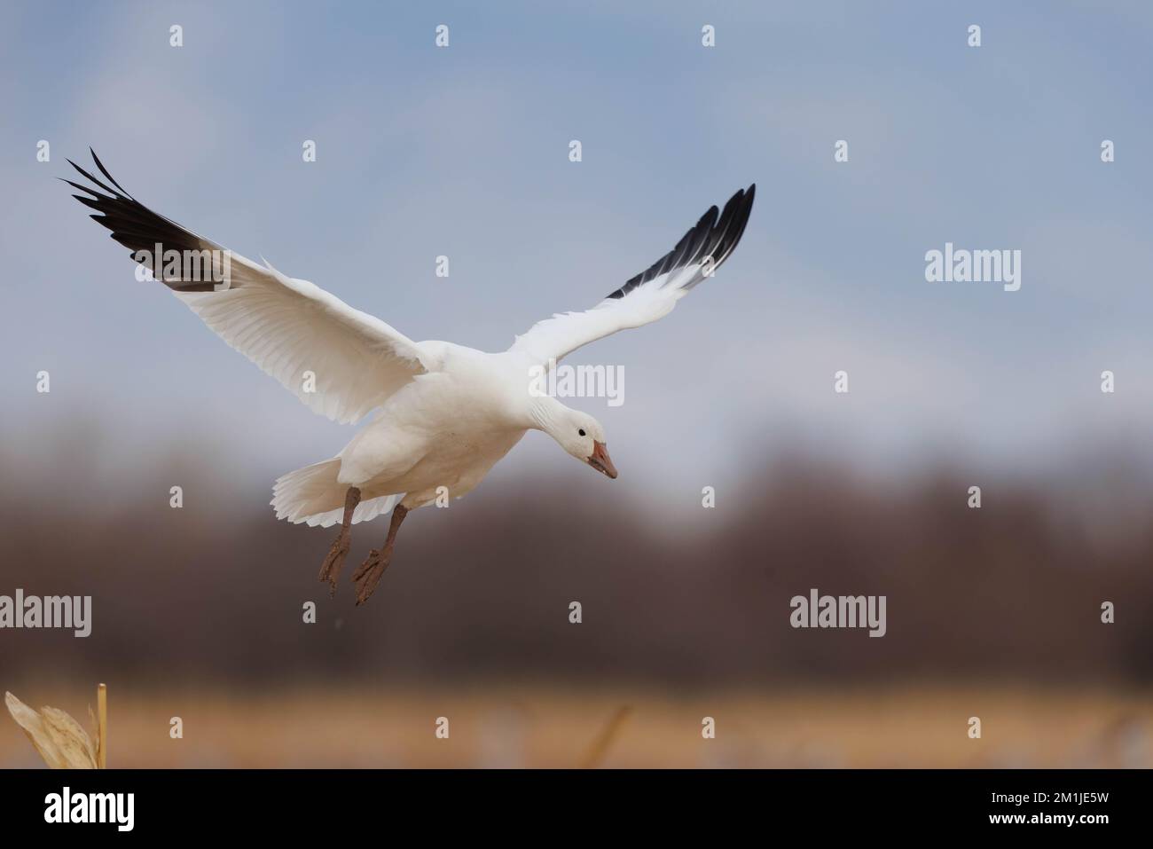 Snow Goose, Socorro county, New Mexico, USA. Stock Photo