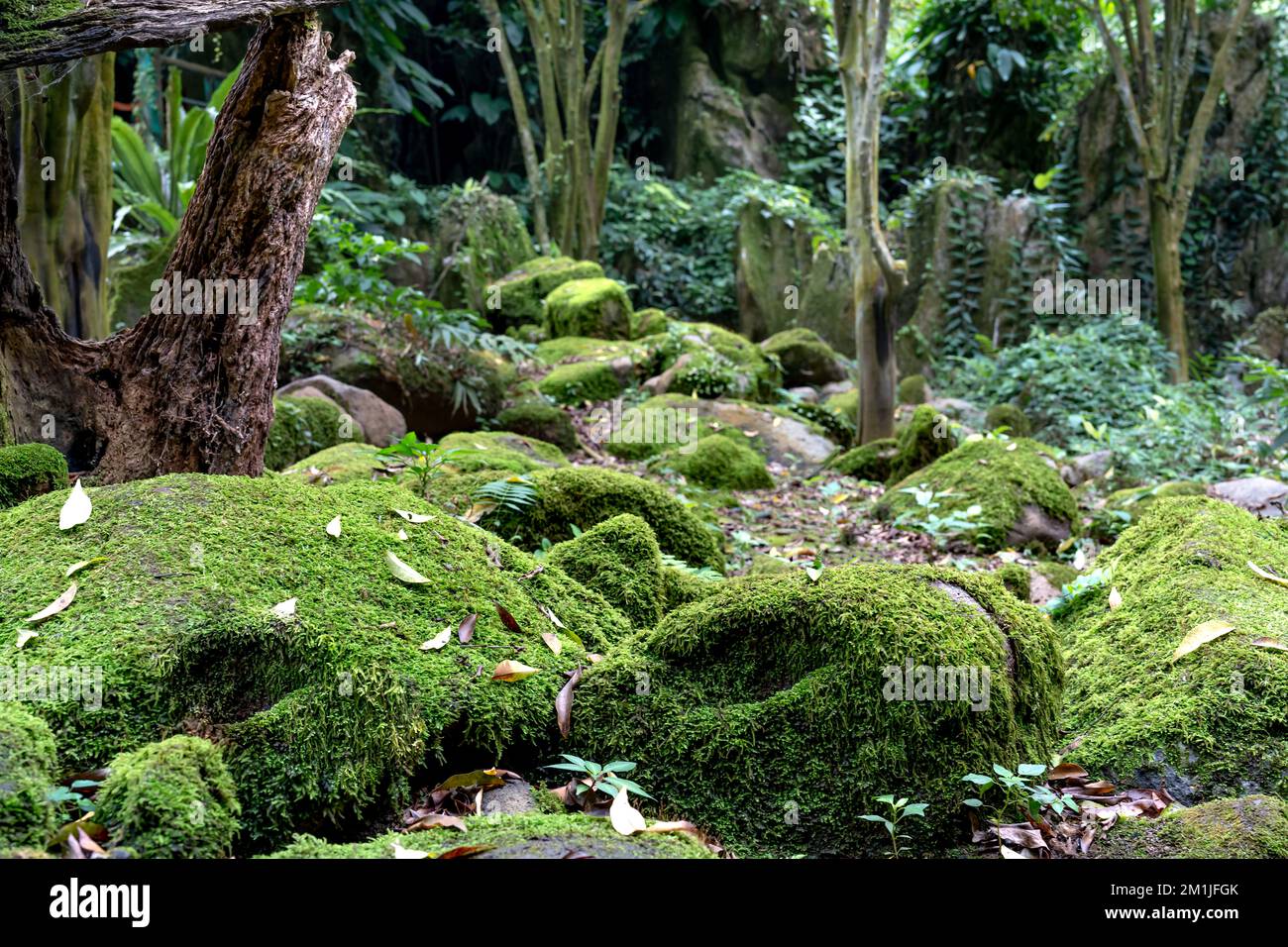 Green moss on the rocks in the rainforest. Close-up photo Stock Photo ...
