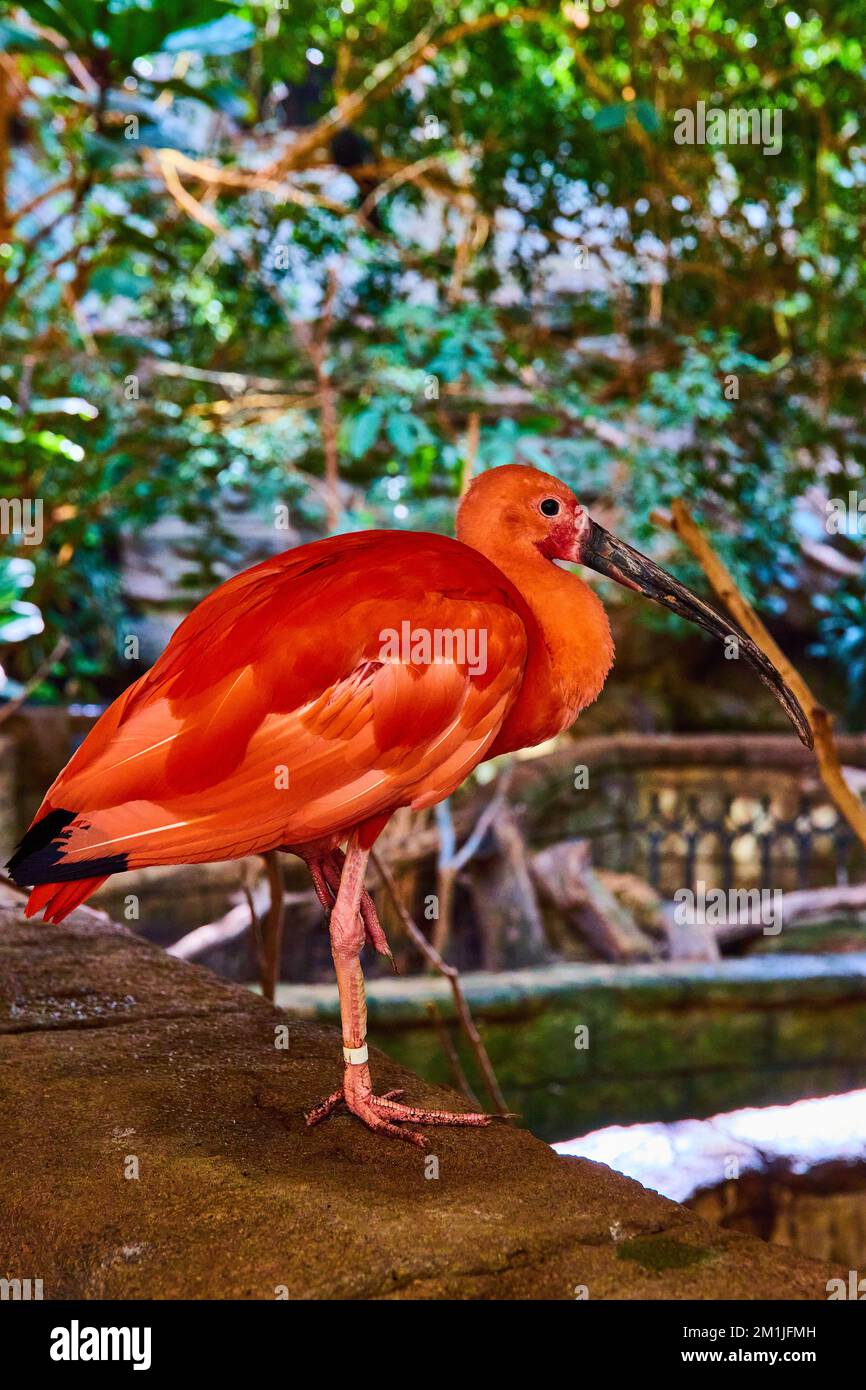 The pink ibis hi-res stock photography and images - Alamy