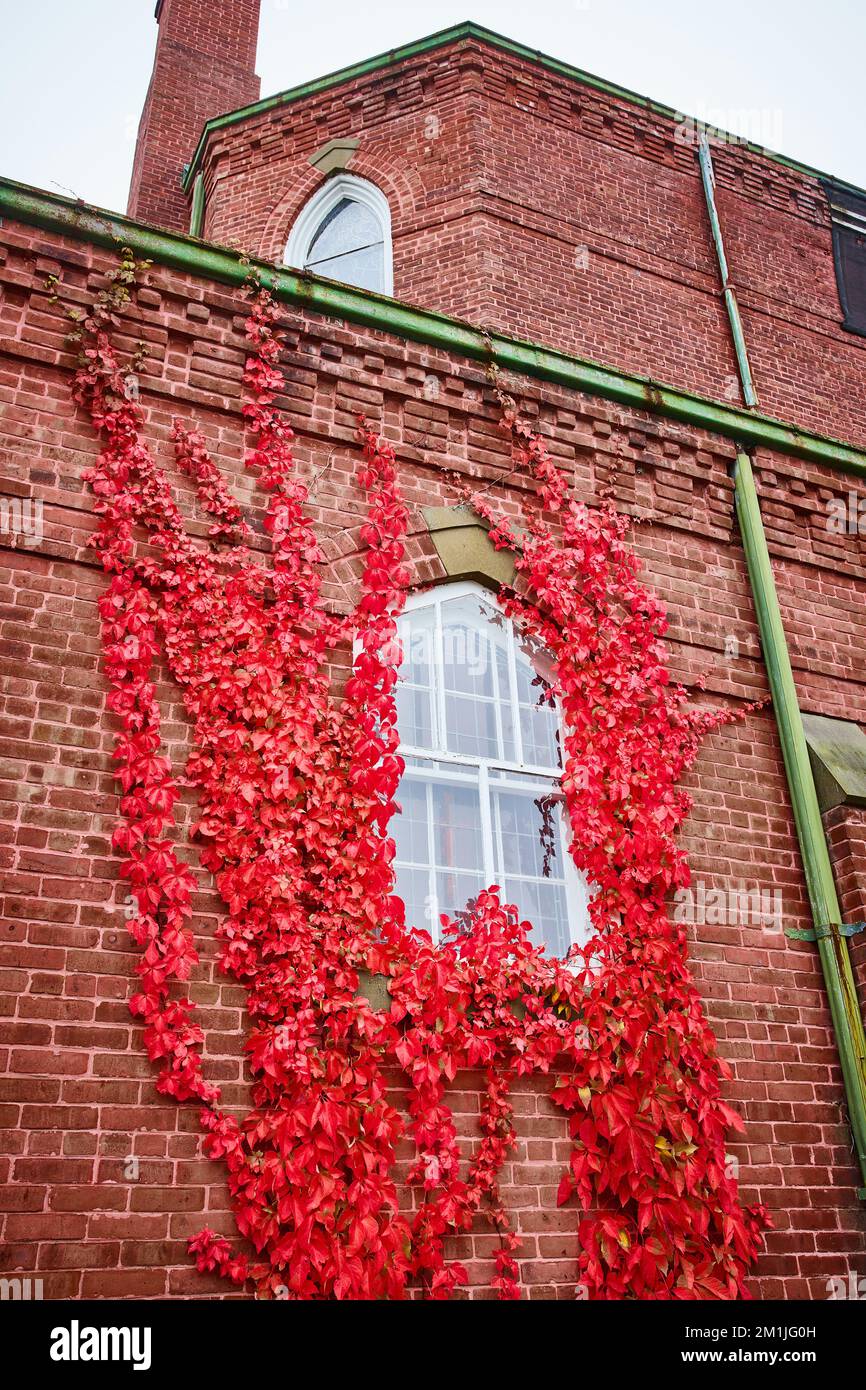 Church exterior brick building with window surrounded by stunning red vines growing up to roof Stock Photo