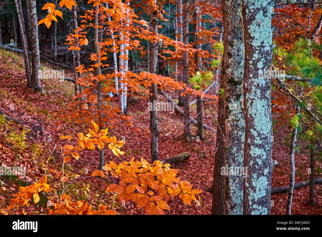 Late fall forest of orange leaves and focus on tree bark with lichen Stock Photo