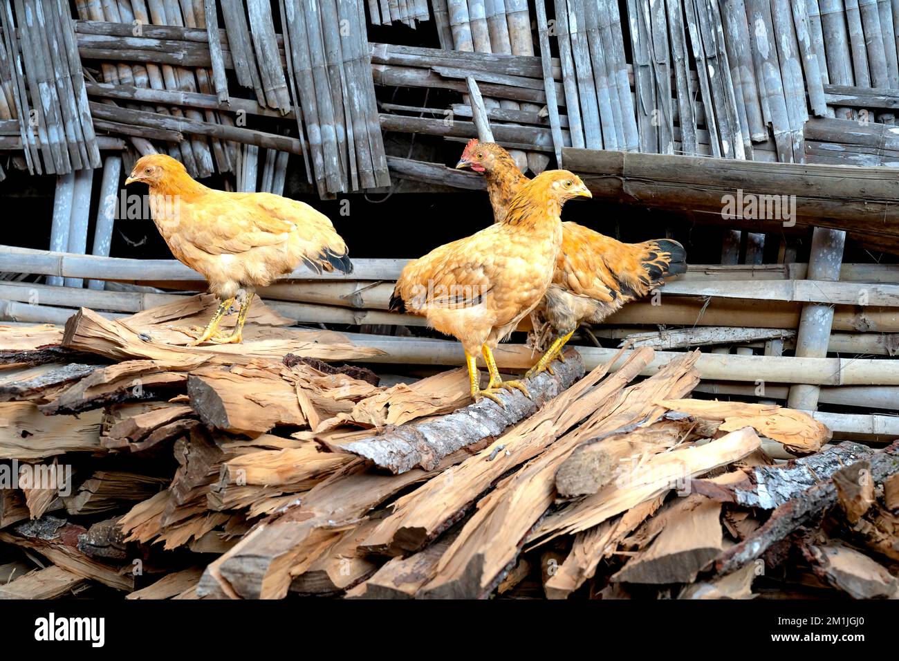 Chickens on a woodpile in the countryside of Vietnam Stock Photo