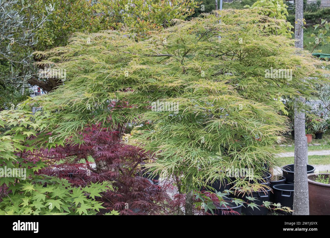 japanese maple potted outdoors surrounded by other ornamental maples