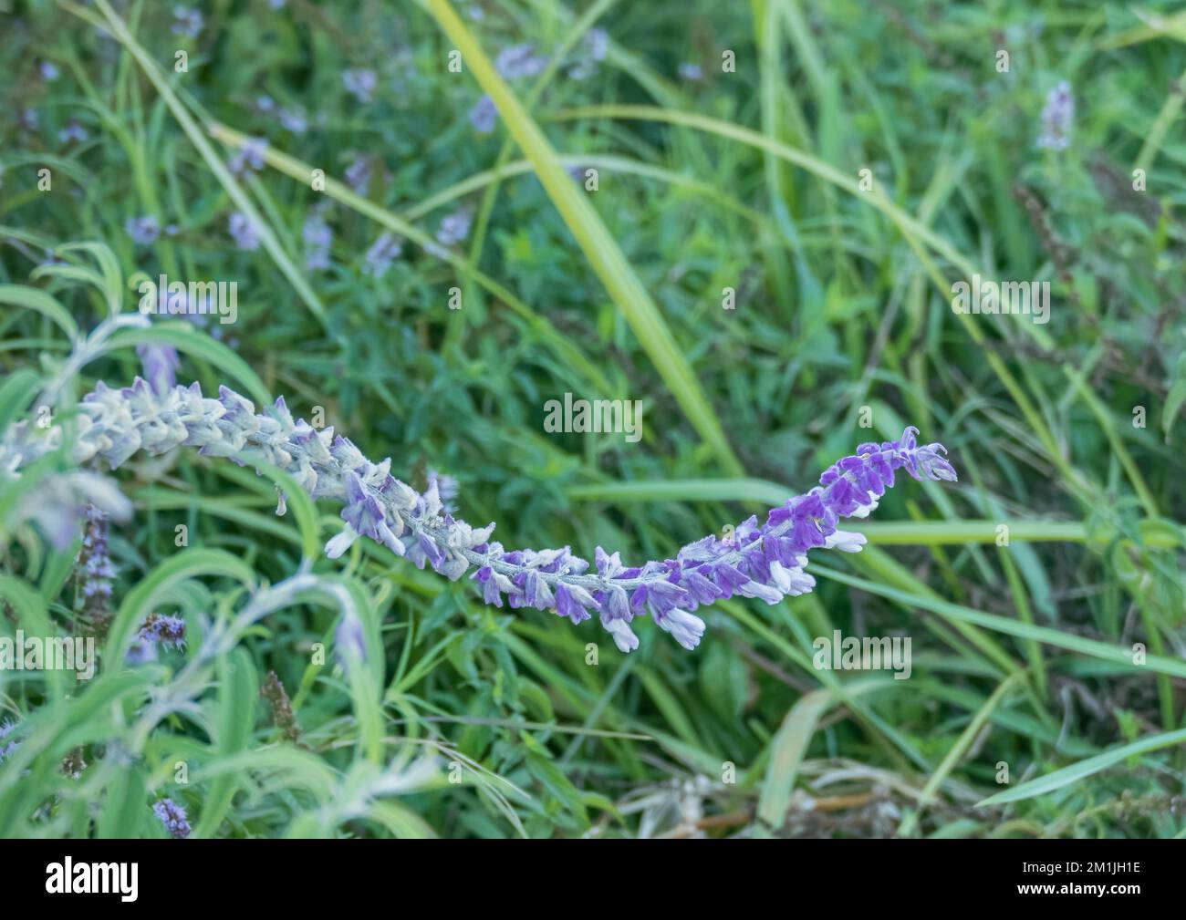 salvia leucantha or mexican sage flower on green grass outdoors in summer Stock Photo