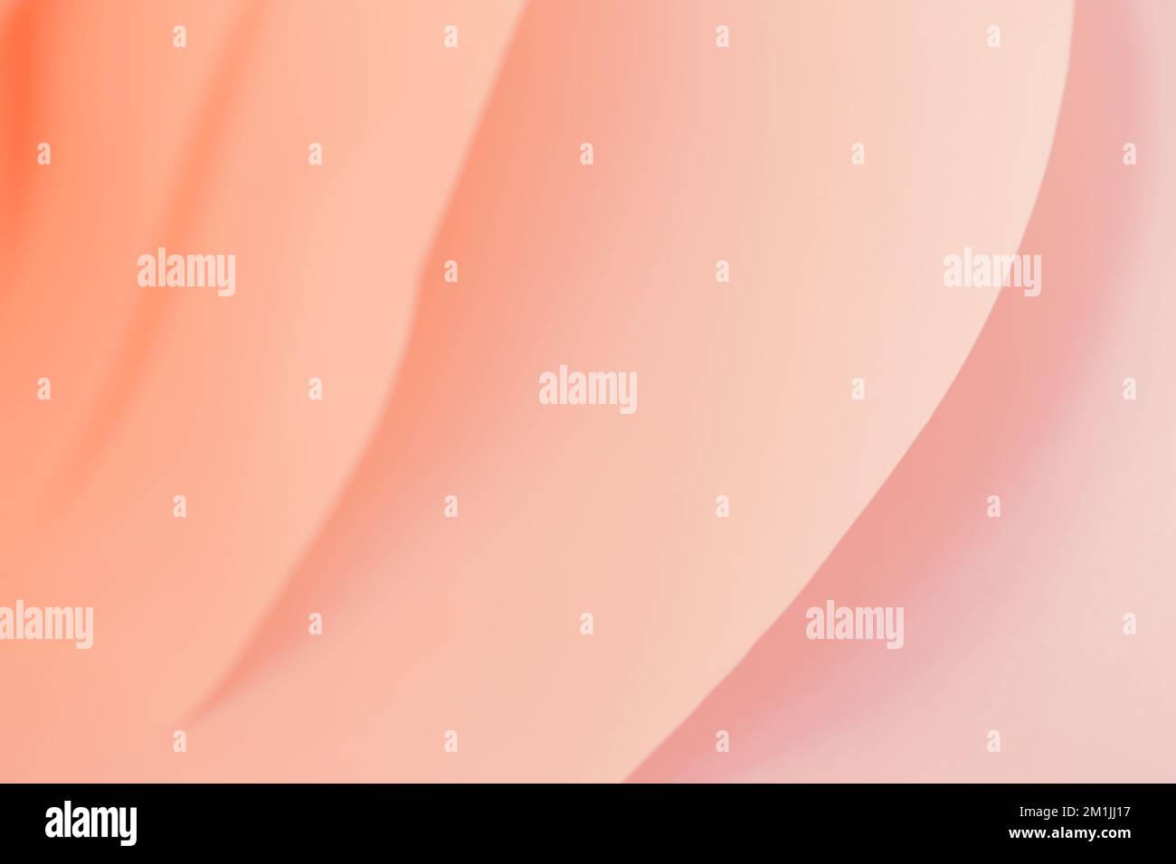 Pink layers abstract background. Paper texture in pink colors.Soft focus. Wallpaper abstract with pink color gradient. Stock Photo