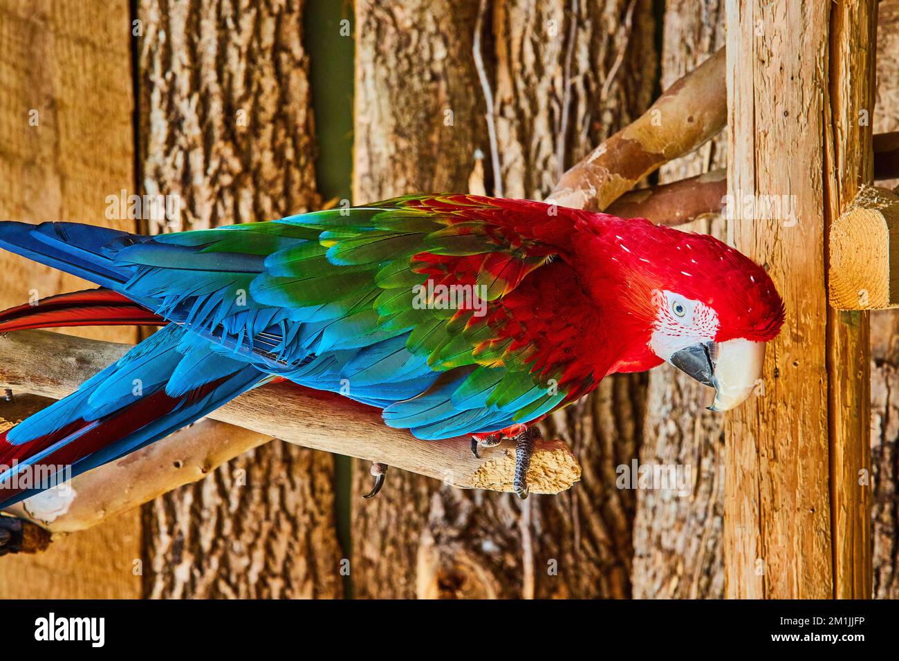 Playful blue, green, and red Macaw bird resting on branches Stock Photo