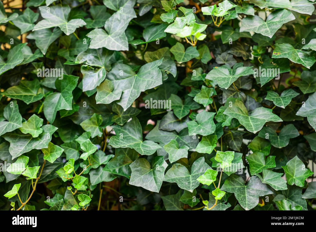 Vines growing old fence hi-res stock photography and images - Alamy