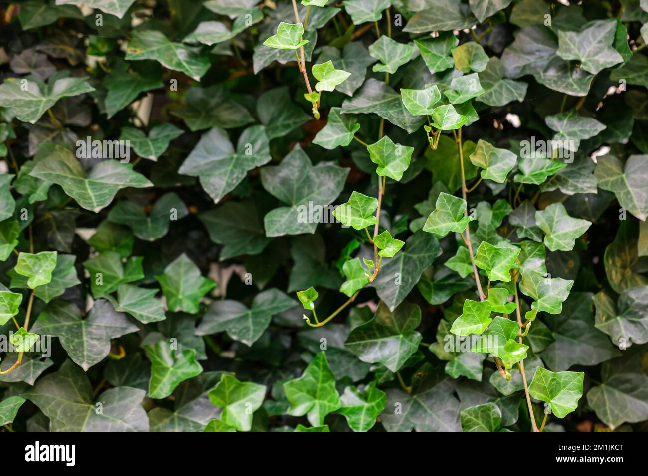 Vines growing old fence hi-res stock photography and images - Alamy