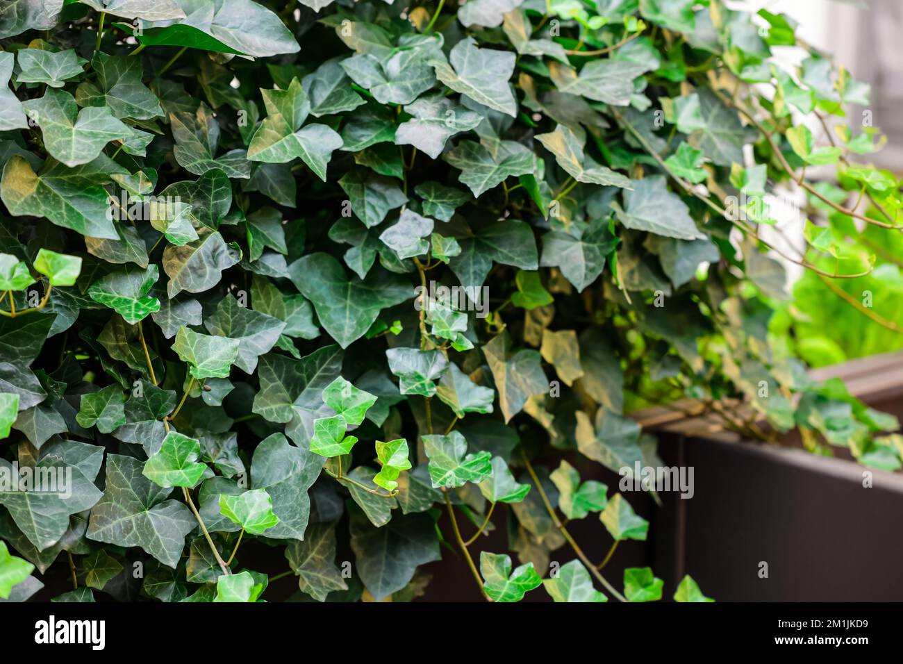 Vines growing old fence hi-res stock photography and images - Alamy