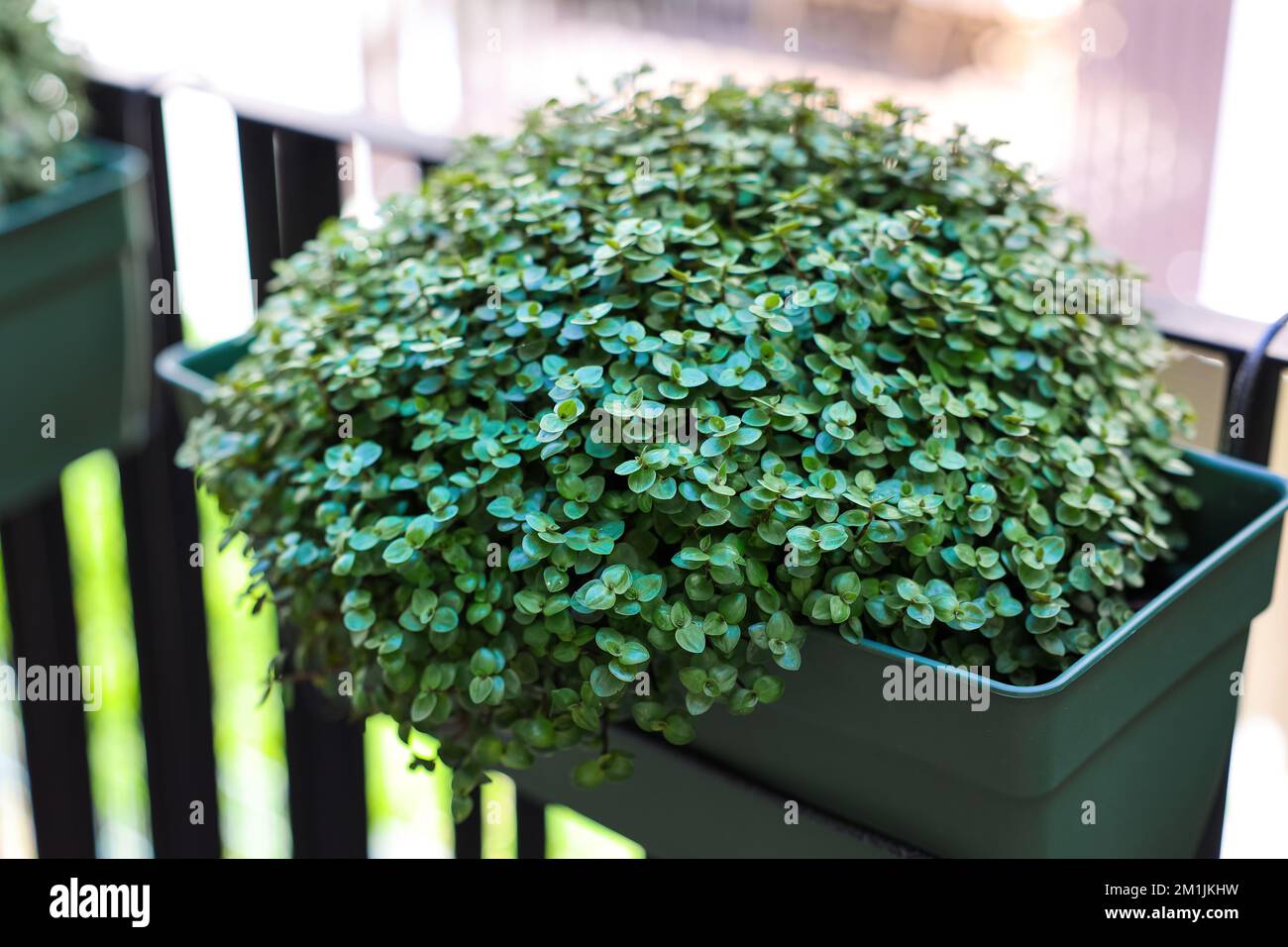 Callisia repens in pot on balcony Stock Photo