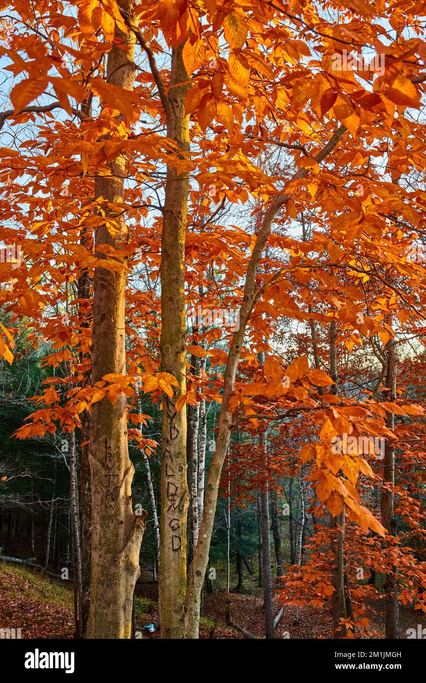 Beautiful orange trees in forest during late fall Stock Photo