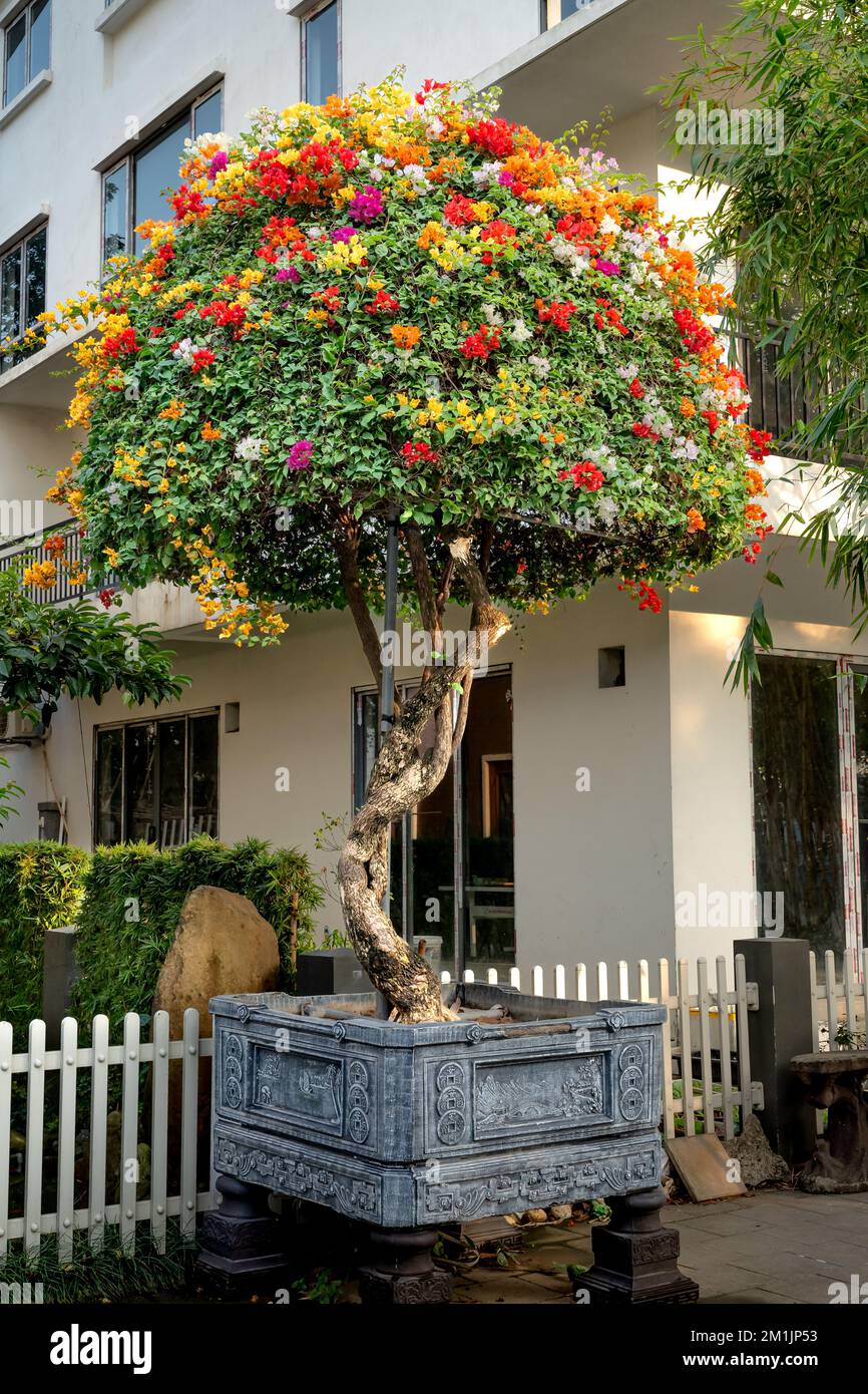 Colorful bougainvillea trees decorate the front of the house Stock Photo