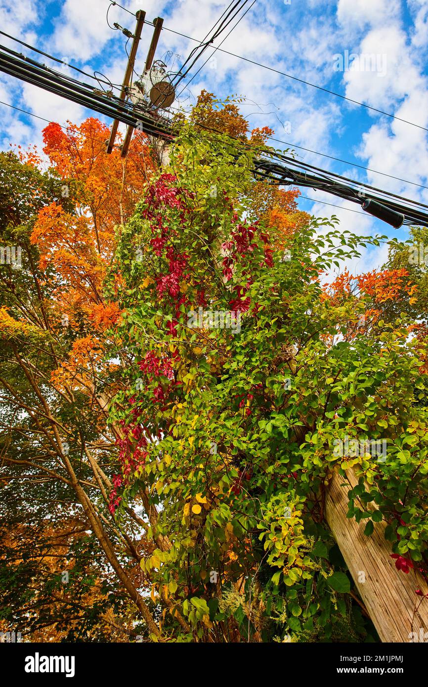 Looking up at telephone pole in fall with vibrant orange, red, and green colors Stock Photo