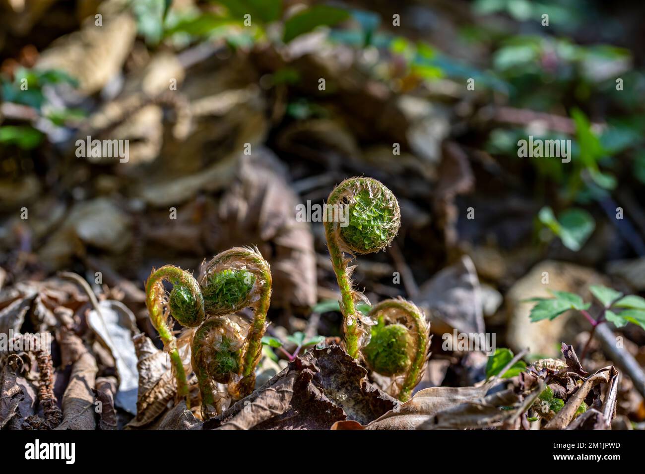 Dryopteris filix-mas flower growing in forest Stock Photo