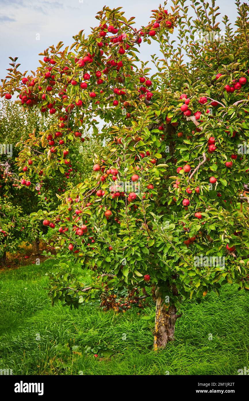 Apple orchard farm with red apples covering tree Stock Photo