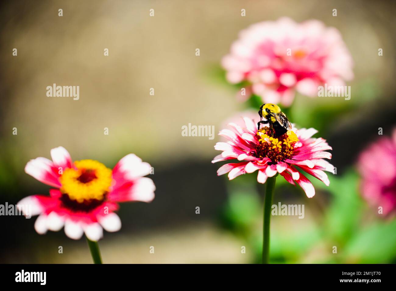 A closeup of bee sipping nectar from pink flower Stock Photo