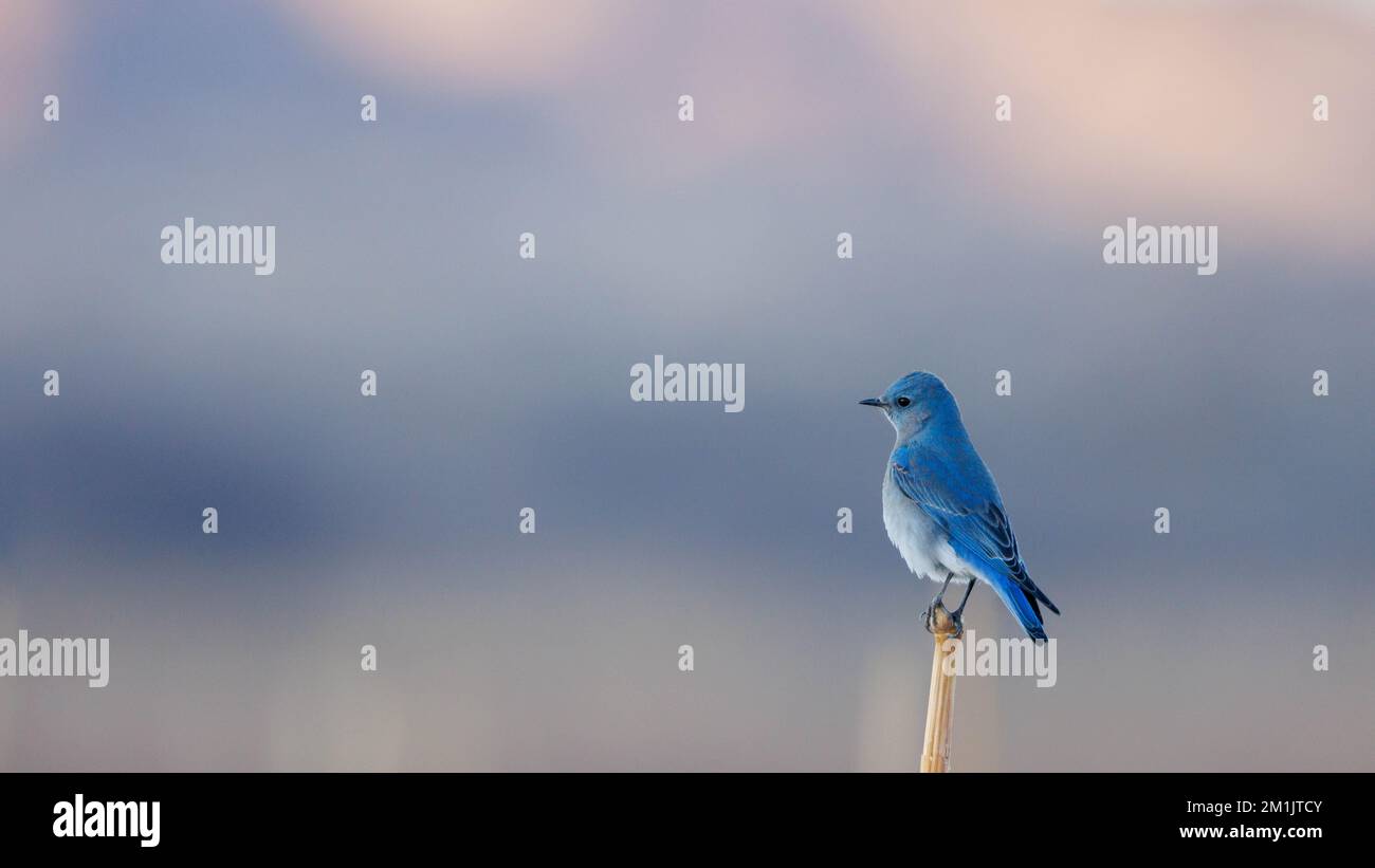 Mountain Bluebird, Bernardo Wildlife Area, New Mexico, USA. Stock Photo