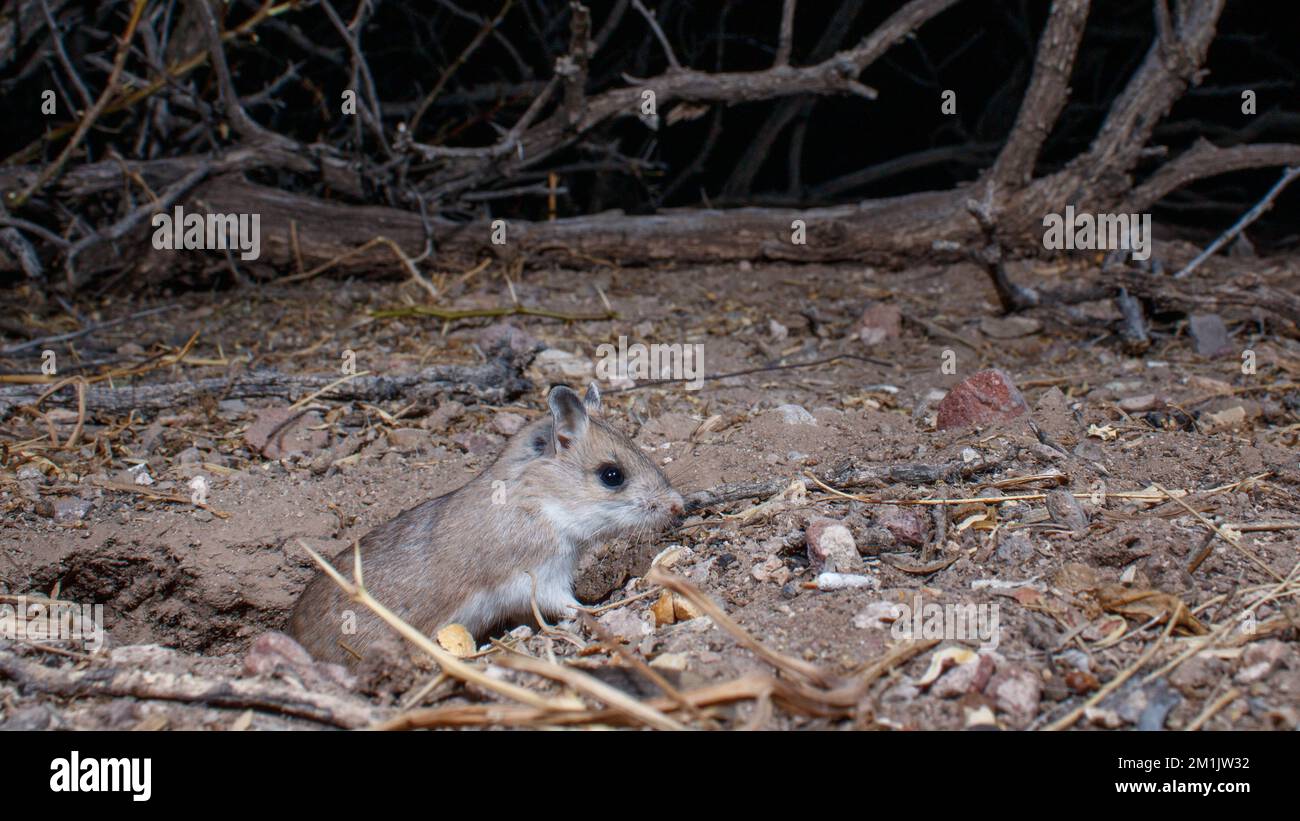 Northern Grasshopper Mouse, Socorro county, New Mexico, USA. Stock Photo