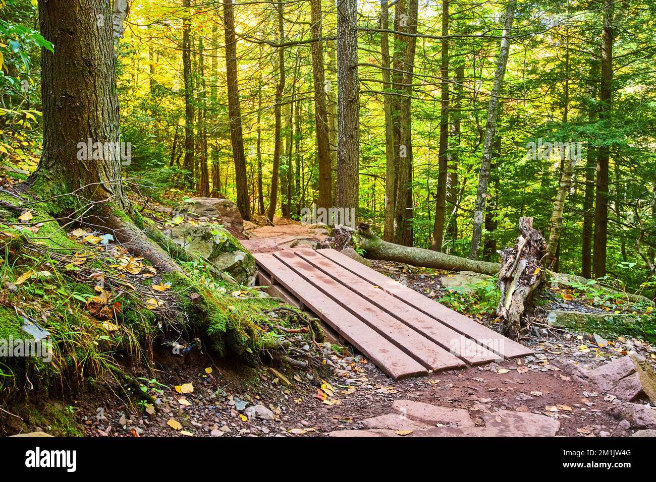 Forest Bridge Staircase Hike Olympic Stunning Hiking Trail Through
