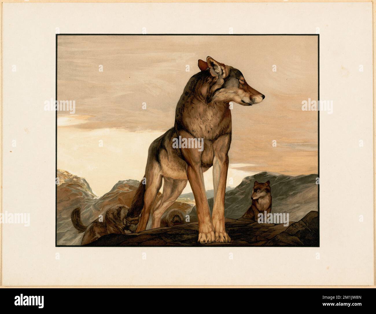 Akela the lone wolf , Wolves. John D. Merriam Collection Stock Photo ...