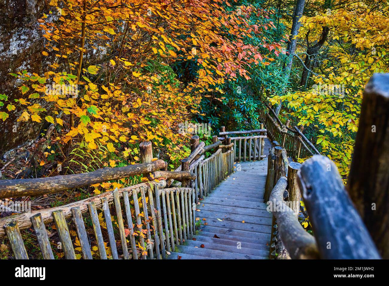 Fall foliage surrounds wood boardwalk hiking trail steps down into ...